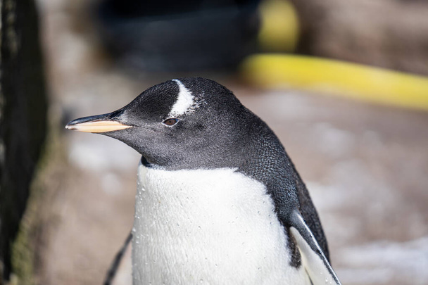Ο πιγκουίνος Pygoscelis papua είναι ένα είδος πιγκουίνου του γένους Pygoscelis - Φωτογραφία, εικόνα
