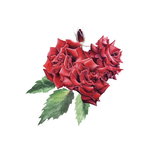 Hand Drawn Watercolor Red Rose bouquet heart shape isolated on white background. - Photo, Image