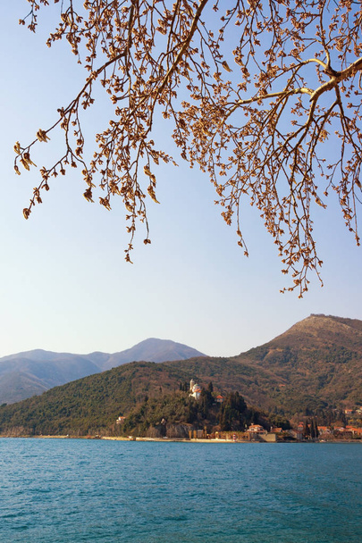 春だ晴れた日に美しい地中海の風景。モンテネグロ,アドリア海,コトル湾,スヴェタ・ネジェジャ教会とカメナリ村の景色と白クルミの木のブレンチ(ユグラン・シネリア ) - 写真・画像