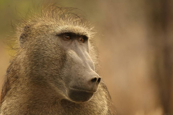 Pavián (Papio ursinus) portrét v Kruger Np.  - Fotografie, Obrázek