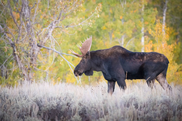 Alces alces shirasi, Moose, Elk στέκεται σε ξηρό γρασίδι, σε τυπικό φθινοπωρινό περιβάλλον, μεγαλοπρεπές ζώο περήφανα φοράει κέρατα του, έτοιμος να πολεμήσει για ένα ωορρηξία πίσω, Yellowstone, Usa - Φωτογραφία, εικόνα