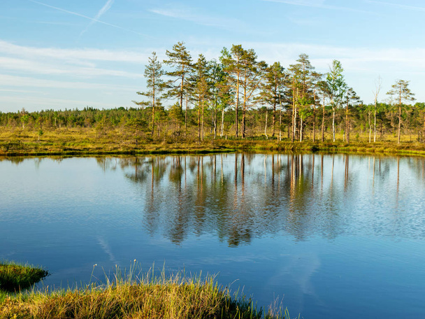 spring landscape in the swamp.  small swamp lakes, moss and swamp pines, calm swamp water and beautiful glare - 写真・画像