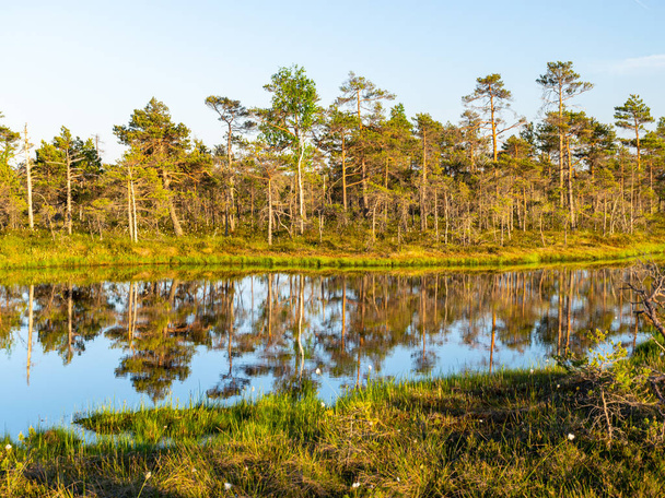 spring landscape in the swamp.  small swamp lakes, moss and swamp pines, calm swamp water and beautiful glare - Foto, immagini