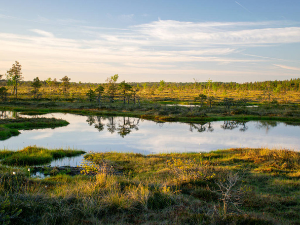 spring landscape in the swamp.  small swamp lakes, mosses and swamp pines.  small island of swamp water and beautiful reflections - Fotoğraf, Görsel