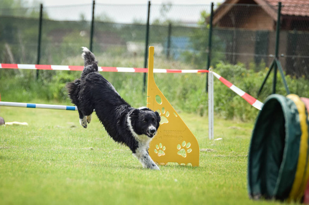 Fekete-fehér Border collie fut cseh agility verseny szlalom. agilitási verseny a kutyaparkban Ratenice - Fotó, kép
