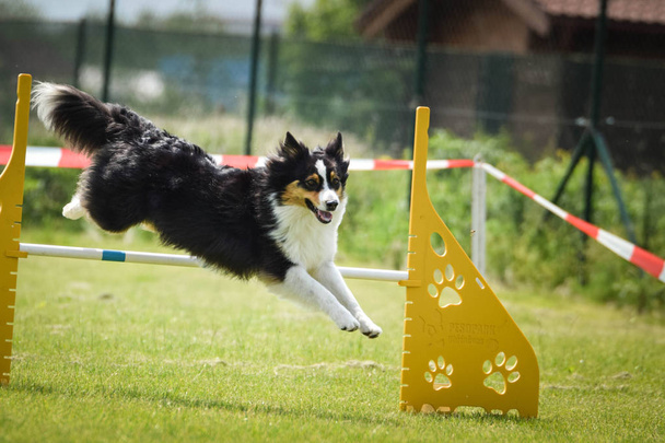 Dog, bearded collie in agility. Amazing evening, Hurdle having private agility training for a sports competition - Photo, Image