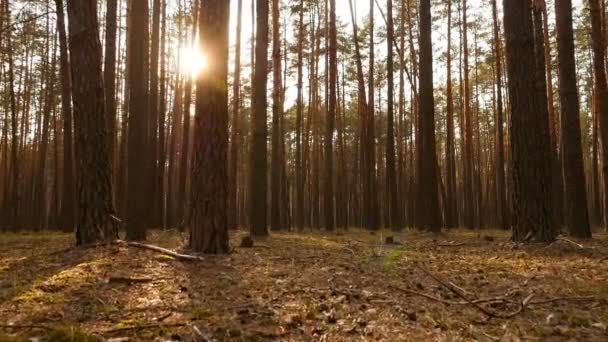 Old pine forest. The bright rays of the sun. Camera movement. Slow motion. Green moss on the ground - Footage, Video