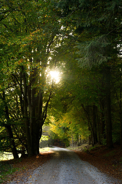 die Sonne scheint durch die Bäume, mit einem Pfad durch den Wald - Foto, Bild