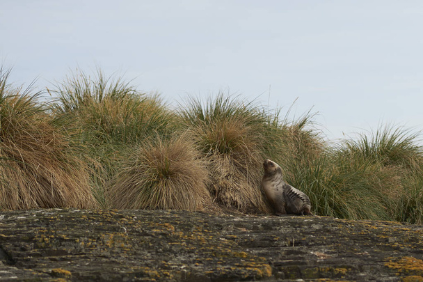 Молодий Південний морський лев (Otaria flavescens) серед листяної трави на узбережжі острова Блайкер на Фолклендських островах.. - Фото, зображення
