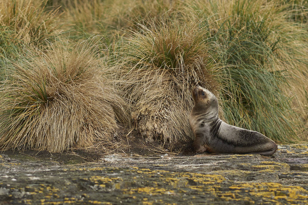 Young Southern Sea Lion (Otaria flavescens) amongst the tussock grass on the coast of Bleaker Island in the Falkland Islands. - Photo, Image
