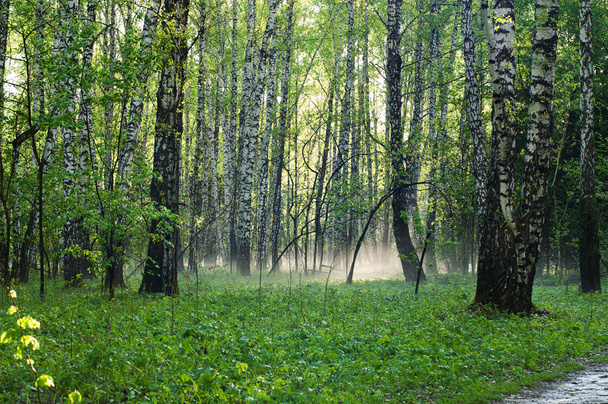 reggel erdő - Fotó, kép