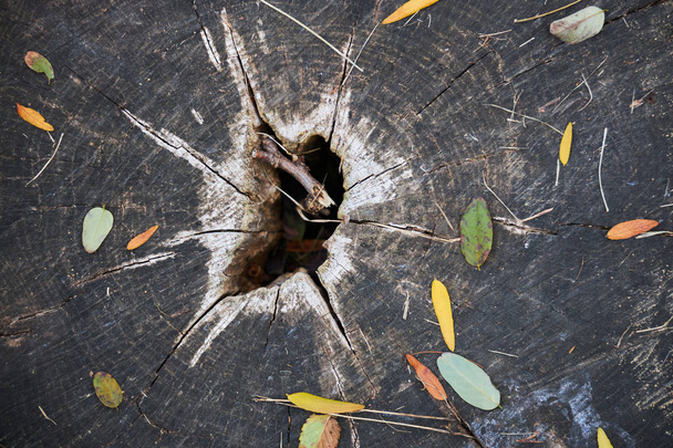 Поверхня старого гнилого пенька з отвором посередині і покрита опалим осіннім листям
 - Фото, зображення