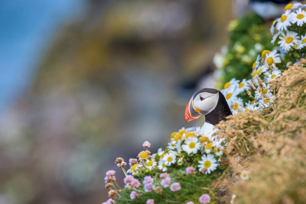 Le macareux moine, Fratercula arctica, est assis dans l'herbe très près de son trou de nidification. C'est un habitat de nidification typique dans l'herbe sur les hautes falaises de la côte atlantique en Islande
 - Photo, image