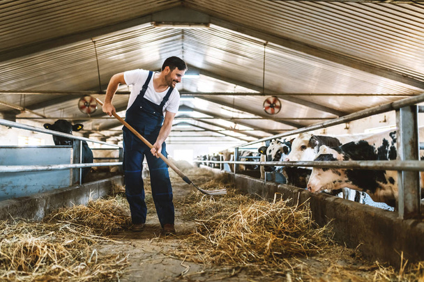 Full length of handsome caucasian farmer in overall feeding calves with hay. Stable interior. - 写真・画像