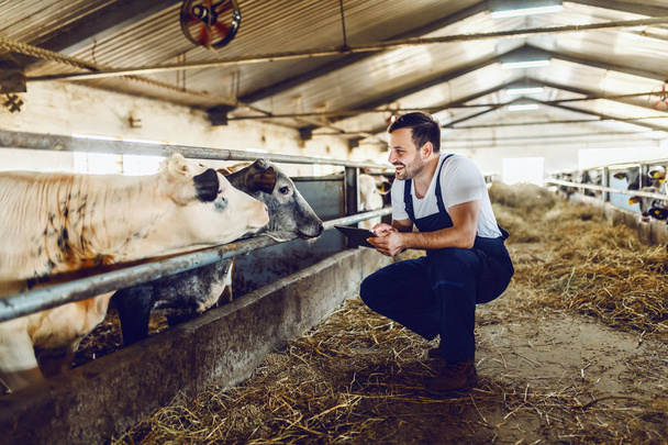 Красивый кавказский фермер в целом присел рядом с теленком, используя скрижаль и улыбаясь. Стабильный интерьер
. - Фото, изображение