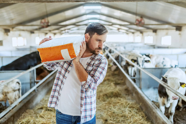 Guapo granjero caucásico en camisa a cuadros y jeans llevando saco con comida animal sobre el hombro mientras camina en establo
. - Foto, Imagen