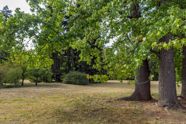 Everlasting forests at park Vrana - around former Royal Palace i - Photo, image
