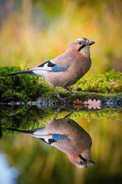 Eurasiática Jay, Garrulus glandarius está sentado en el hoyo de agua del bosque, reflejando en la superficie, preparándose para el baño, fondo colorido y agradable luz suave, agradable alas azules típicas s plumas
 - Foto, imagen