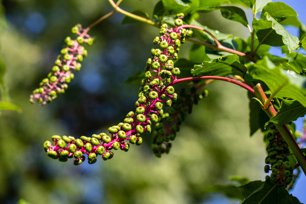 View of pokeweeds phytolacca acinosa foliage and fruit in the summer garden - Photo, Image