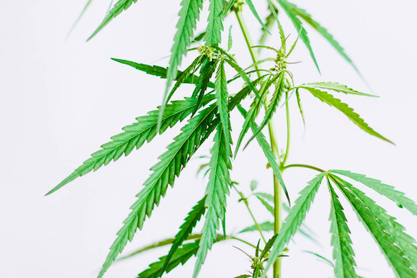 Листья марихуаны, конопля на белом фоне, красивая спина
 - Фото, изображение