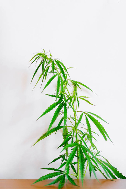 Hojas de marihuana, cannabis sobre fondo blanco, Hermosa espalda
 - Foto, imagen