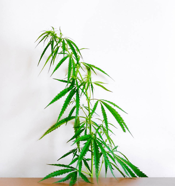 Φύλλα μαριχουάνας, κάνναβη σε λευκό φόντο, όμορφη πλάτη - Φωτογραφία, εικόνα