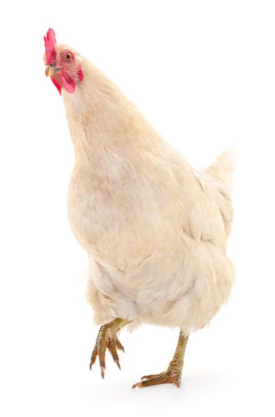 white hen isolated. - Foto, Imagem