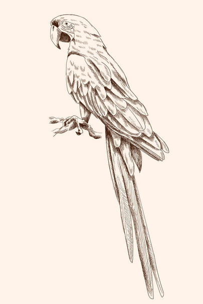 Papoušek macaw. - Vektor, obrázek