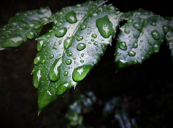 groene bosplanten na regen - Foto, afbeelding