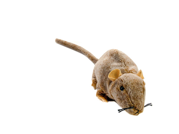 Bruine rat geïsoleerd op een witte achtergrond. Speelgoedrat. Harige muis - Foto, afbeelding