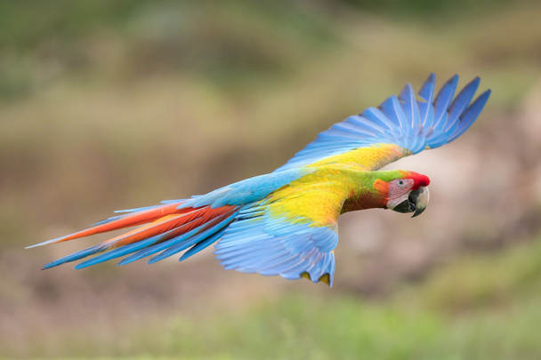 Ara Macao, Scarlet macaw The hybrit parrot is flying in nice natural environment of Costa Ric - 写真・画像
