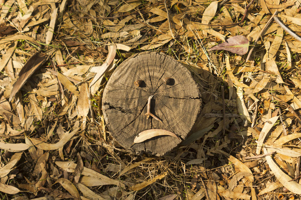 Δέντρο κούτσουρο με λυπημένο πρόσωπο στέκεται σε ένα δασικό δάπεδο καλυμμένο με ξηρά πεσμένα φύλλα ευκαλύπτου και μικρά ραβδιά - Φωτογραφία, εικόνα