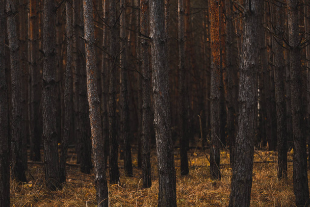 Moody Dark Forest. Desaturated Colors, Vintage Effect - Фото, изображение