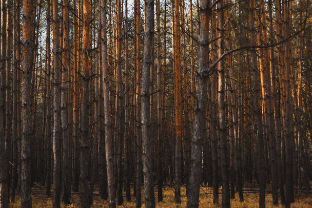 Муди Темный лес. Обесцвеченные цвета, винтажные эффекты
 - Фото, изображение