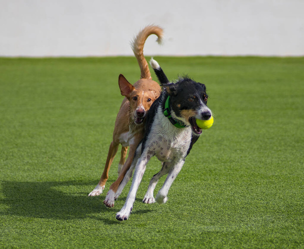 piękne psy grać w basenie z piłką - Zdjęcie, obraz