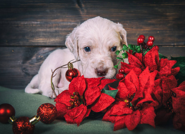 English setter puppy with poinsettia red flowers. - Photo, Image