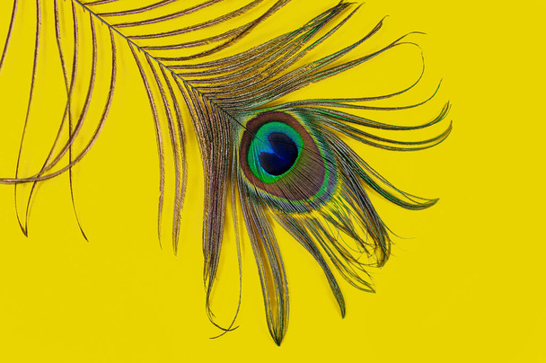 Pena de pavão em um fundo amarelo, vista superior, flat lay. Tendência cores brilhantes. Espaço para texto
 - Foto, Imagem