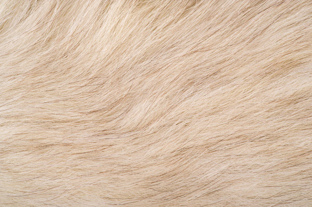 Fundo da textura, padrão. Pele de raposa, raposa polar com fu valioso
 - Foto, Imagem