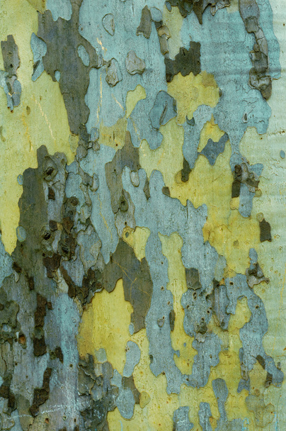 Kora jawora tekstury - Zdjęcie, obraz