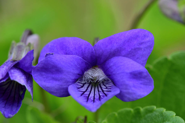 Common violets (viola odorata) - Photo, Image
