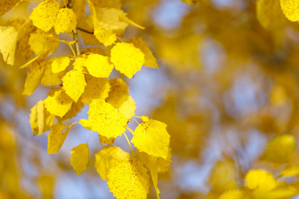 Złote liście drzewa w jesiennym lesie - Zdjęcie, obraz
