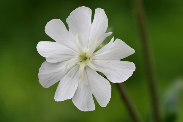 White campion (silene latifolia) - Photo, Image