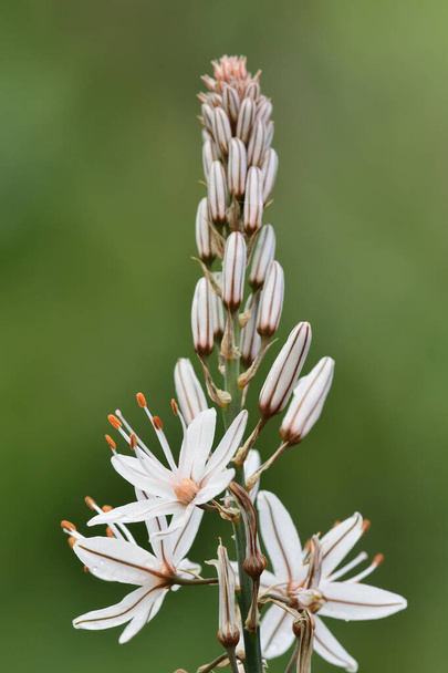 Asfalto blanco (asphodelus alba
) - Foto, imagen
