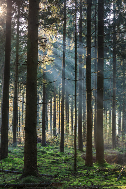 morning light shining through the trees in a forest - 写真・画像