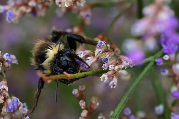 Islak yaban arısı - Fotoğraf, Görsel