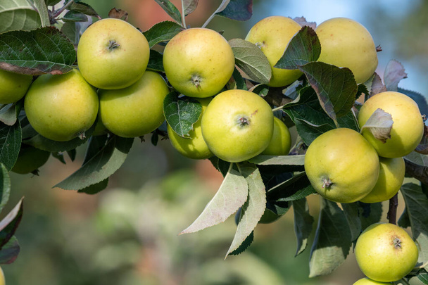 сидр яблука
 - Фото, зображення
