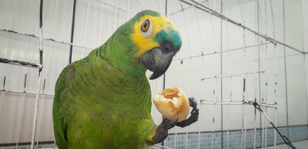 Papagei von Brasilien in Käfigen. in recife ist dies üblich. typischer Vogel Brasiliens. - Foto, Bild