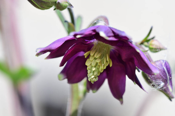 Columbine květ - Fotografie, Obrázek