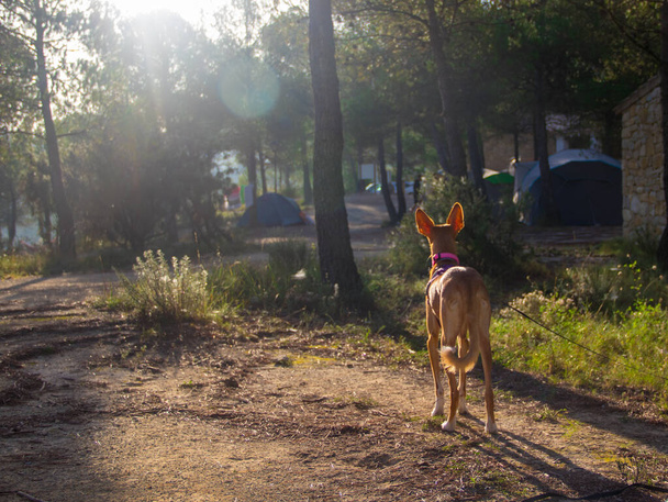 cão posando para a câmera wirh bela paisagem
 - Foto, Imagem