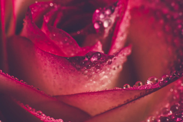 Beautiful pink rose with white shades and dew drops on a black background - Fotoğraf, Görsel
